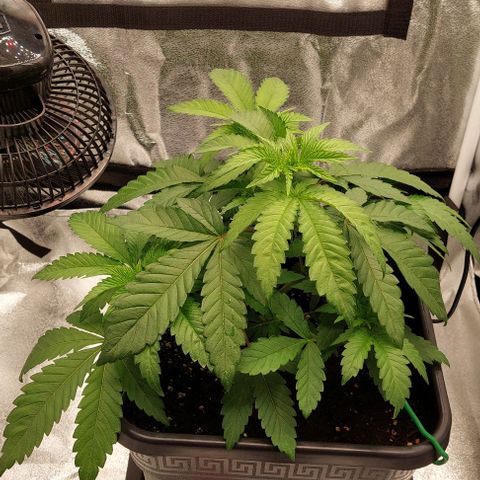 Wedding Gelato #1 growlog timeline photo