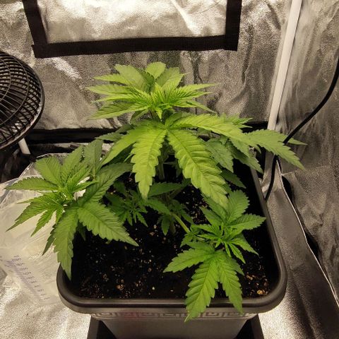 Wedding Gelato #1 growlog timeline photo