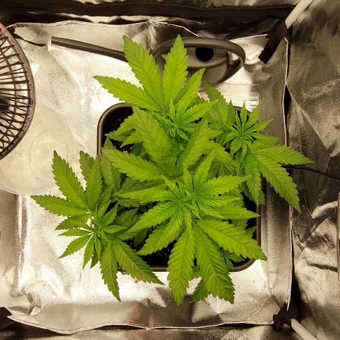 Wedding Gelato #1 growlog timeline photo
