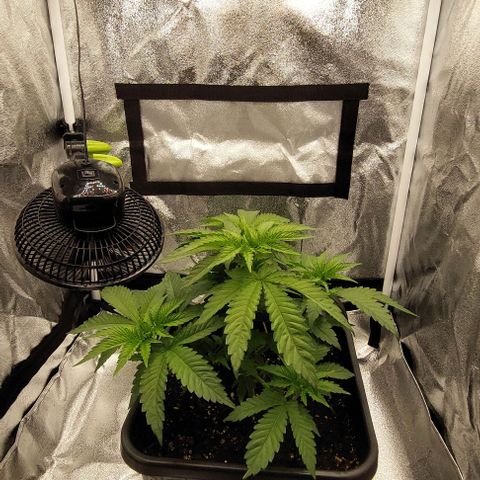 Wedding Gelato #1 growlog timeline photo
