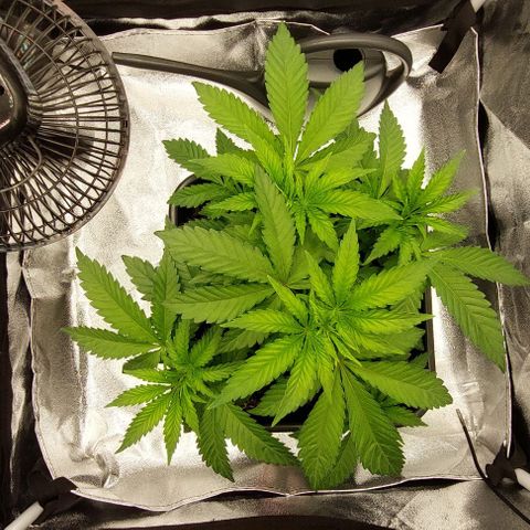 Wedding Gelato #1 growlog timeline photo