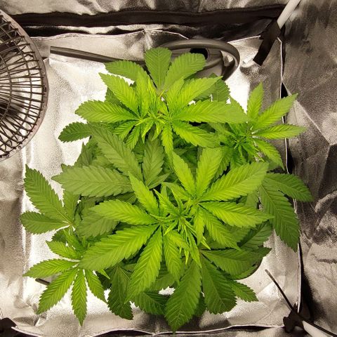 Wedding Gelato #1 growlog timeline photo