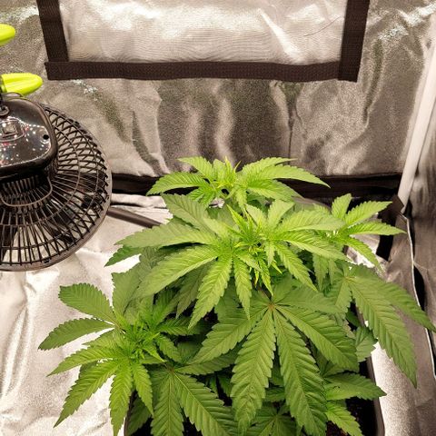 Wedding Gelato #1 growlog timeline photo