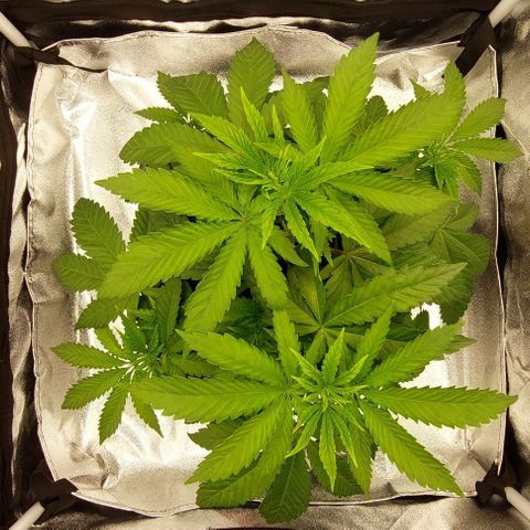 Wedding Gelato #1 growlog timeline photo