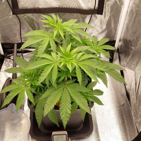 Wedding Gelato #1 growlog timeline photo