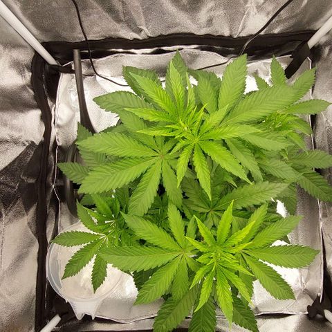 Wedding Gelato #1 growlog timeline photo