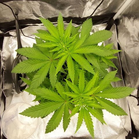 Wedding Gelato #1 growlog timeline photo