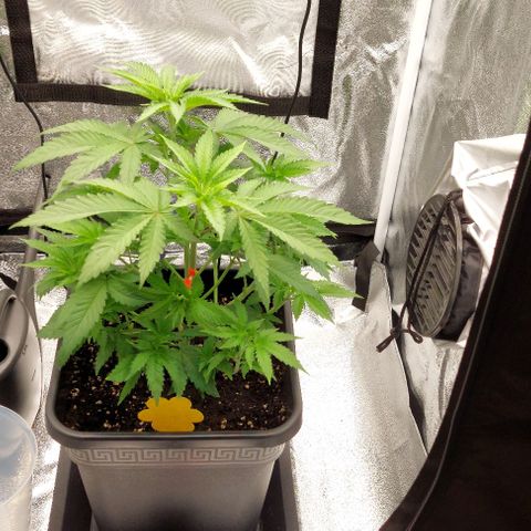 Wedding Gelato #1 growlog timeline photo