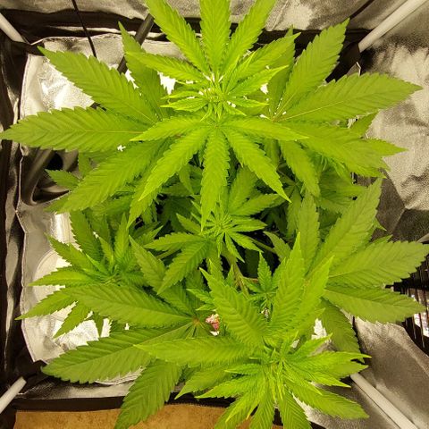 Wedding Gelato #1 growlog timeline photo