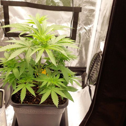 Wedding Gelato #1 growlog timeline photo