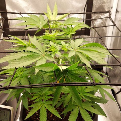 Wedding Gelato #1 growlog timeline photo