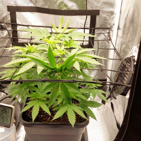 Wedding Gelato #1 growlog timeline photo