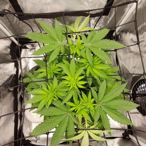 Wedding Gelato #1 growlog timeline photo