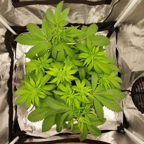 Wedding Gelato #1 growlog timeline photo