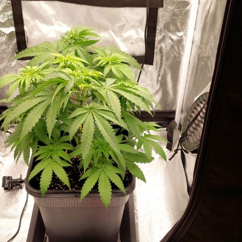 Wedding Gelato #1 growlog timeline photo