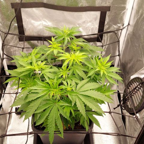 Wedding Gelato #1 growlog timeline photo