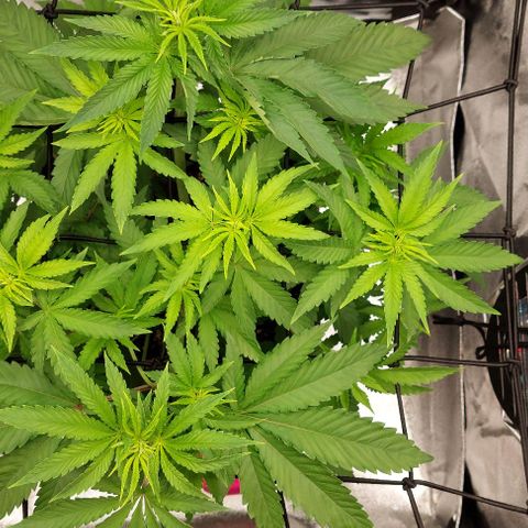 Wedding Gelato #1 growlog timeline photo