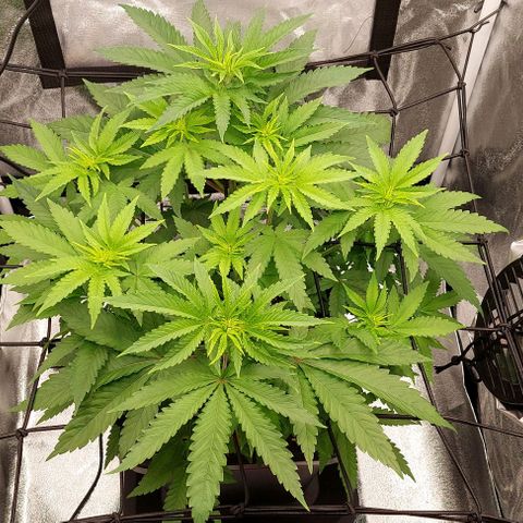 Wedding Gelato #1 growlog timeline photo