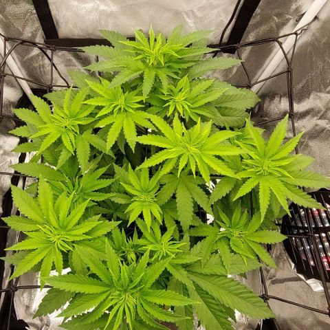 Wedding Gelato #1 growlog timeline photo
