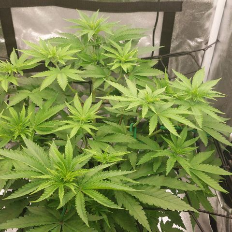 Wedding Gelato #1 growlog timeline photo