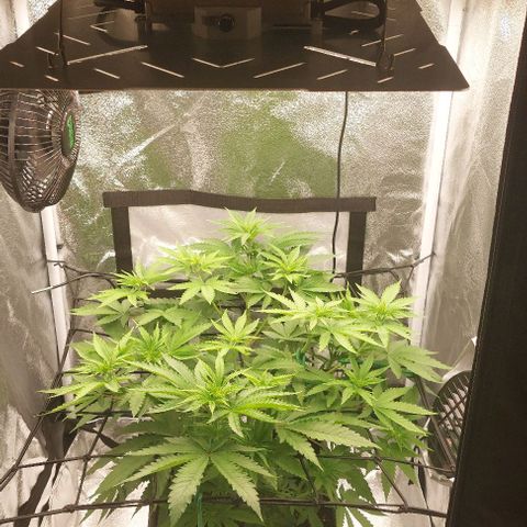 Wedding Gelato #1 growlog timeline photo