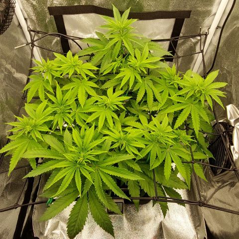 Wedding Gelato #1 growlog timeline photo