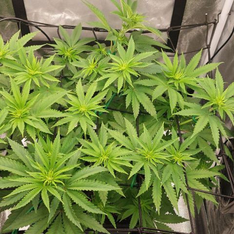 Wedding Gelato #1 growlog timeline photo