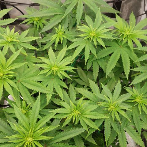 Wedding Gelato #1 growlog timeline photo
