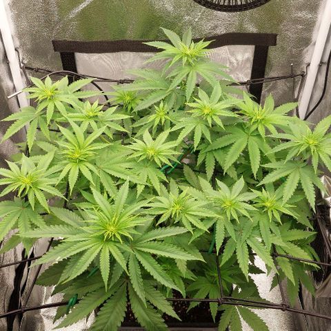 Wedding Gelato #1 growlog timeline photo