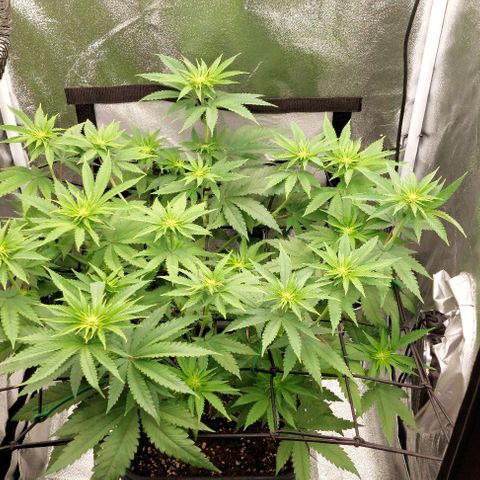 Wedding Gelato #1 growlog timeline photo