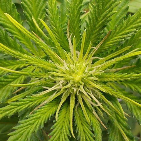 Wedding Gelato #1 growlog timeline photo