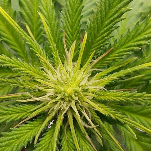 Wedding Gelato #1 growlog timeline photo