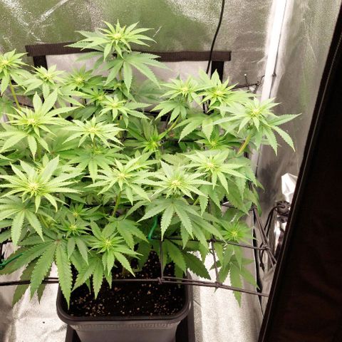Wedding Gelato #1 growlog timeline photo