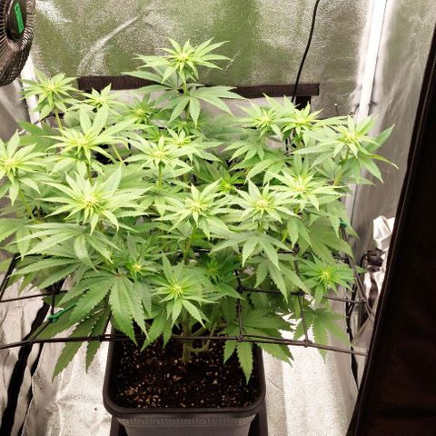 Wedding Gelato #1 growlog timeline photo