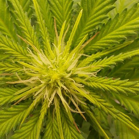 Wedding Gelato #1 growlog timeline photo