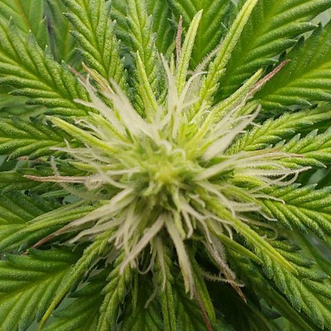 Wedding Gelato #1 growlog timeline photo