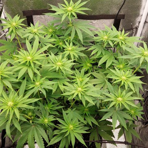 Wedding Gelato #1 growlog timeline photo