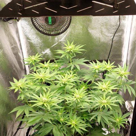 Wedding Gelato #1 growlog timeline photo