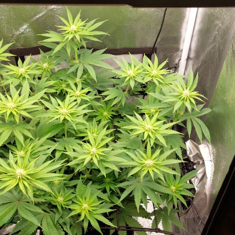 Wedding Gelato #1 growlog timeline photo