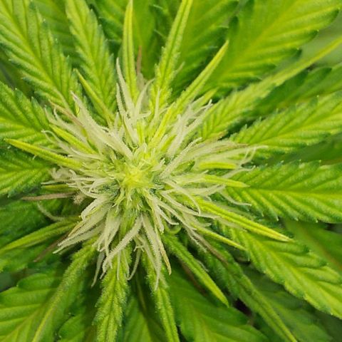 Wedding Gelato #1 growlog timeline photo