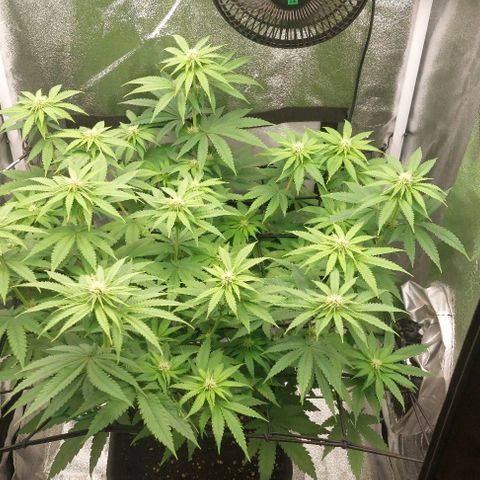 Wedding Gelato #1 growlog timeline photo