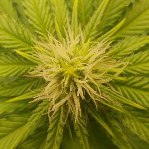 Wedding Gelato #1 growlog timeline photo