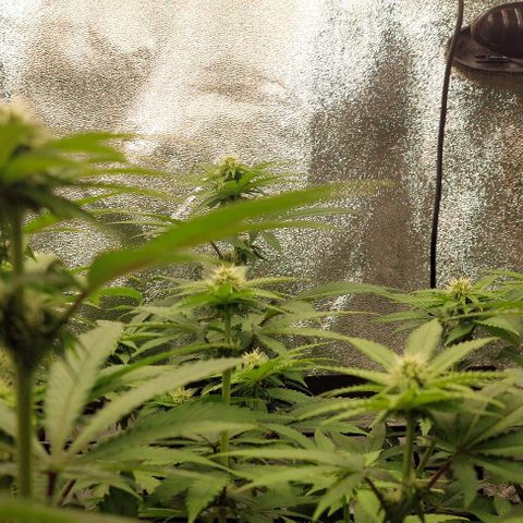 Wedding Gelato #1 growlog timeline photo
