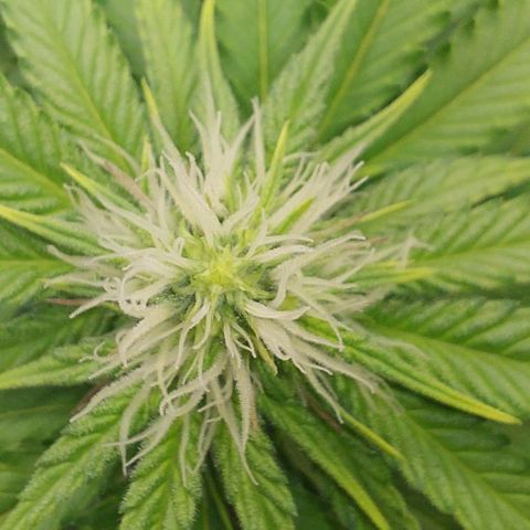 Wedding Gelato #1 growlog timeline photo