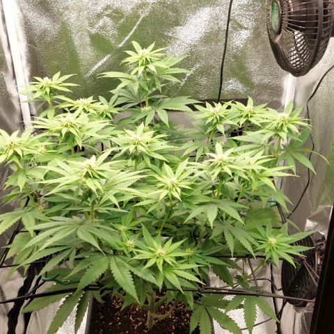 Wedding Gelato #1 growlog timeline photo