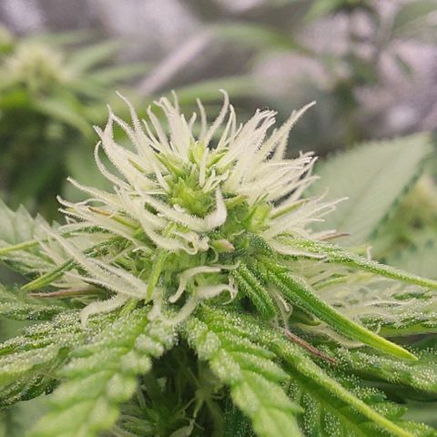Wedding Gelato #1 growlog timeline photo