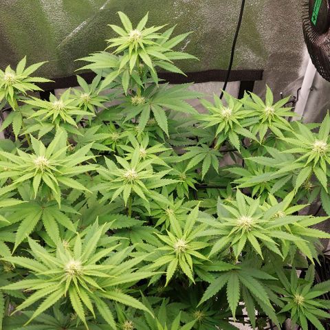 Wedding Gelato #1 growlog timeline photo
