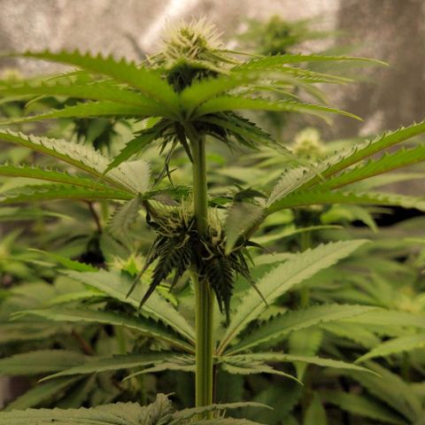 Wedding Gelato #1 growlog timeline photo