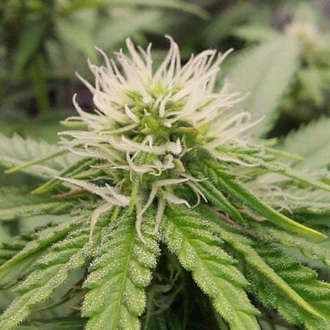 Wedding Gelato #1 growlog timeline photo
