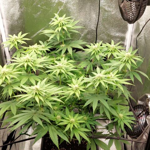 Wedding Gelato #1 growlog timeline photo